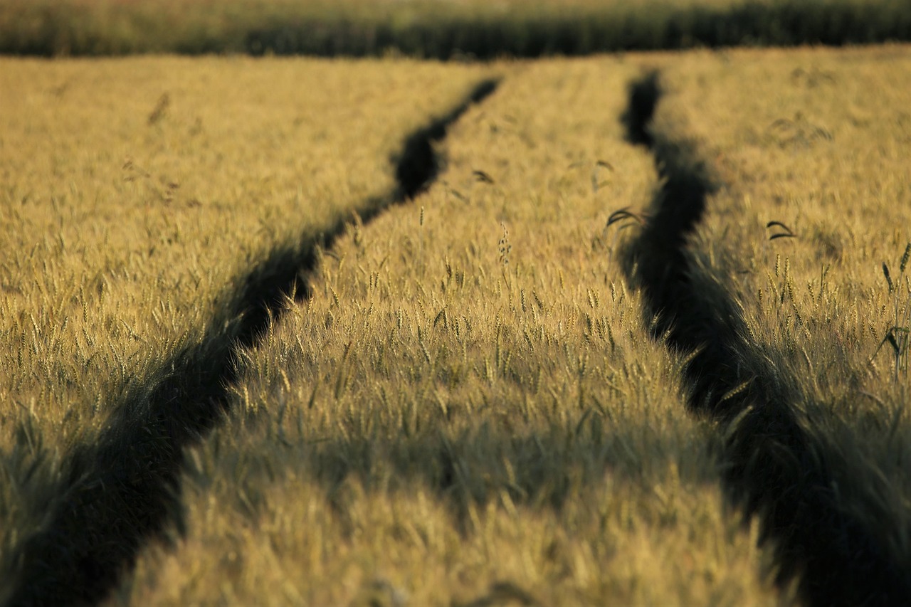 découvrez l'importance de la protection des terres agricoles pour assurer la durabilité de nos ressources alimentaires. explorez les enjeux, les réglementations et les meilleures pratiques pour préserver nos terres arables contre l'urbanisation et la dégradation.