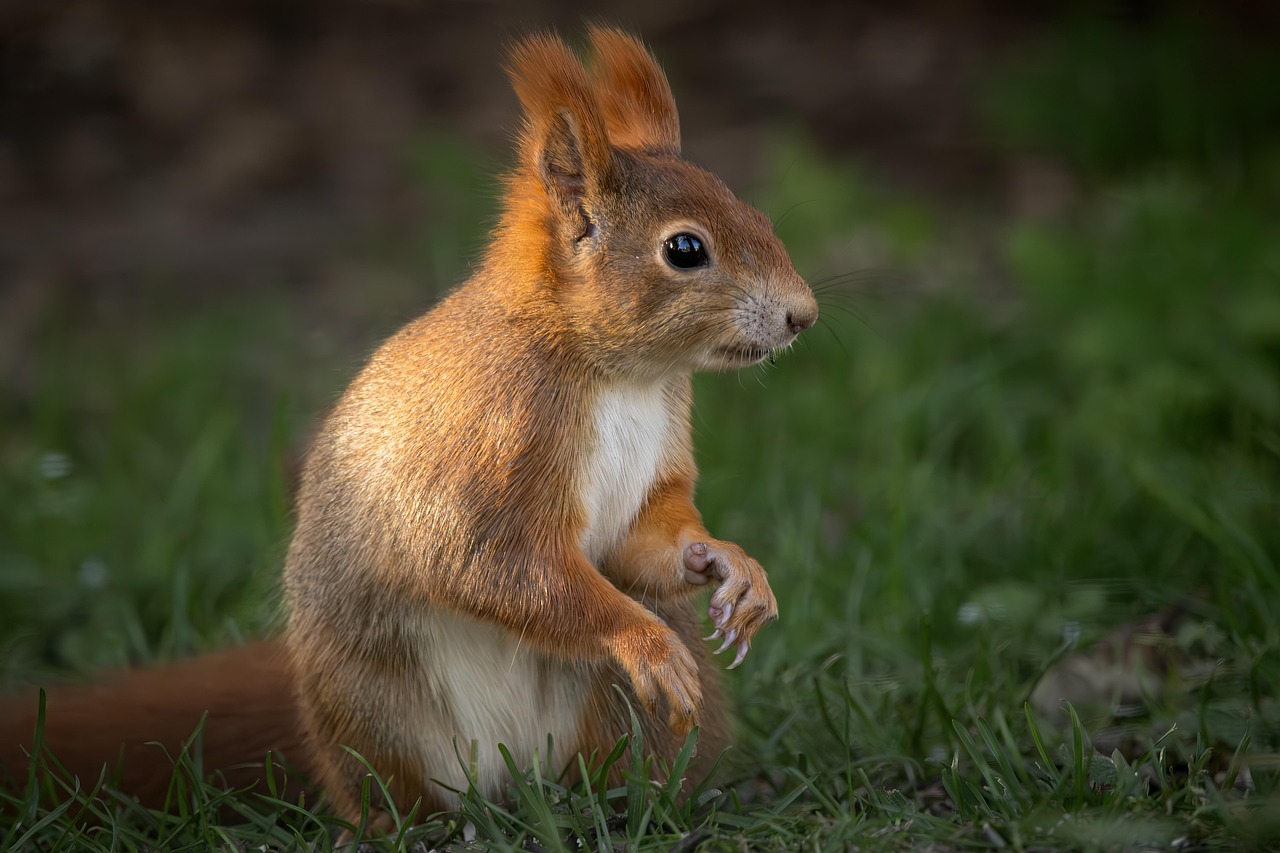 découvrez l'importance du bien-être animal et les pratiques qui garantissent une vie saine et épanouie pour nos compagnons. informez-vous sur les droits des animaux et les initiatives pour les protéger.