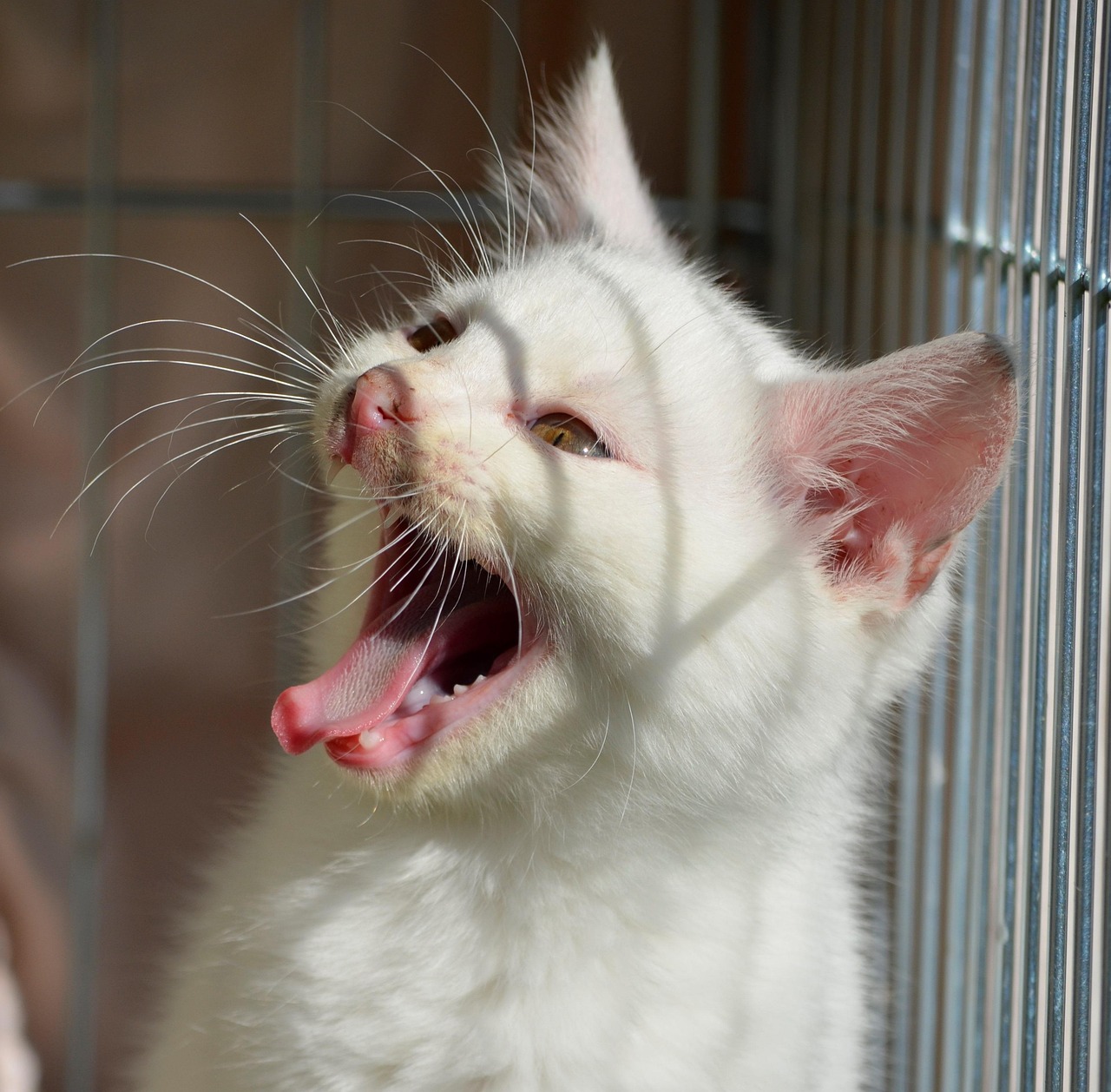 découvrez l'importance du bien-être animal, ses enjeux et comment nous pouvons tous contribuer à améliorer les conditions de vie des animaux. informez-vous sur les initiatives, les lois et les actions en faveur des droits des animaux.