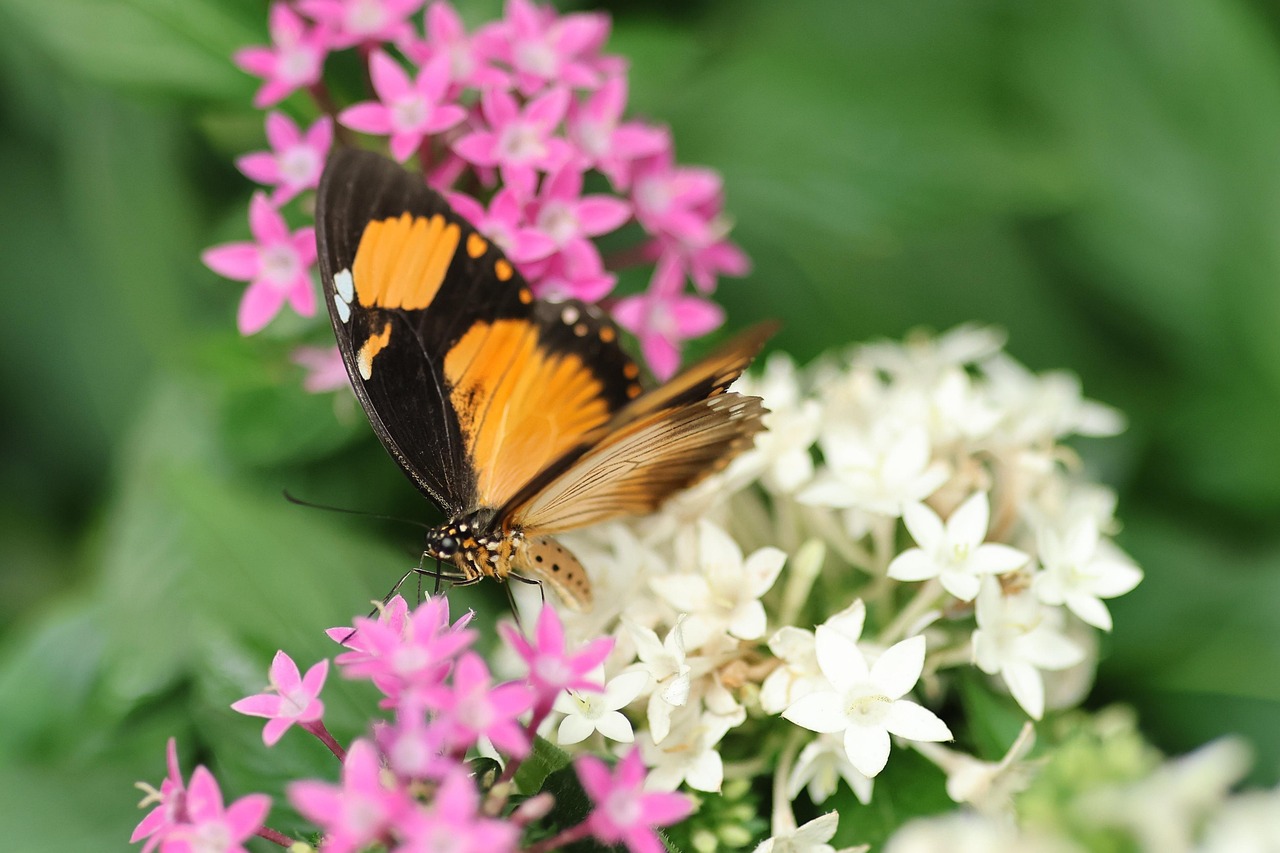 découvrez l'importance de la biodiversité : ses rôles, ses enjeux pour l'environnement et des solutions pour préserver la richesse du vivant sur notre planète.