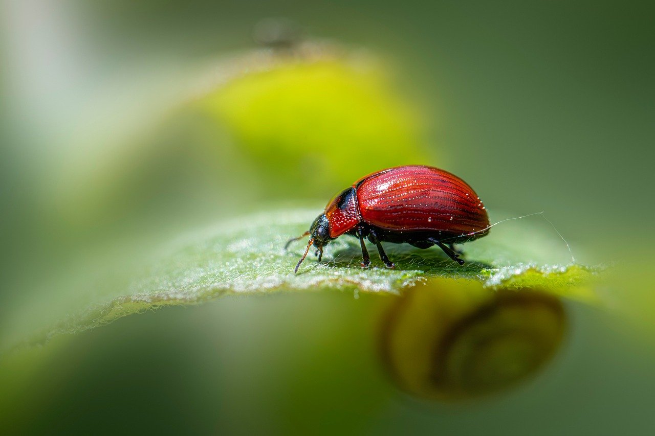 découvrez l'écologie, une science essentielle pour comprendre les interactions entre les êtres vivants et leur environnement. plongez dans les enjeux environnementaux, la biodiversité et lessolutions durables pour protéger notre planète.