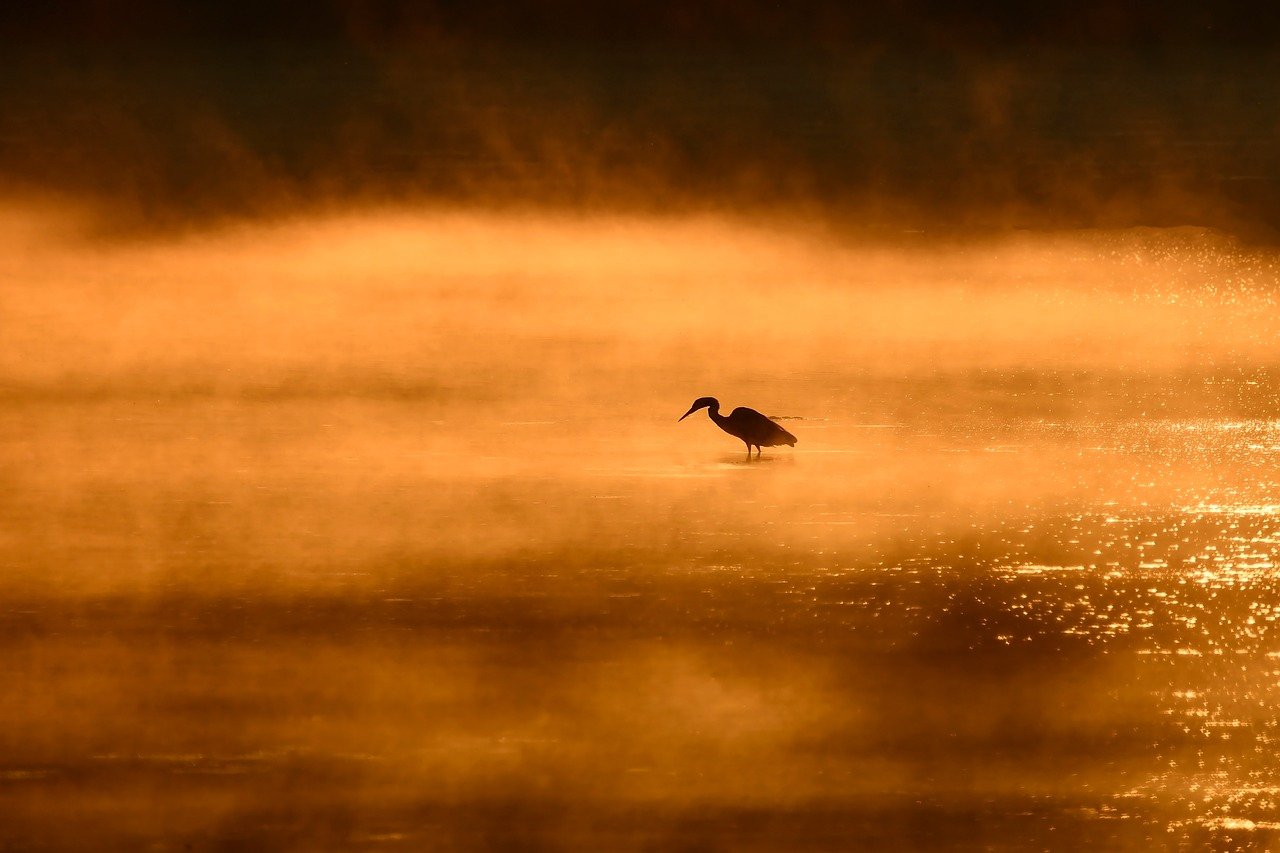 découvrez la beauté et la diversité de la nature, explorez des paysages fascinants, la faune et la flore, et apprenez comment préserver notre environnement pour les générations futures.
