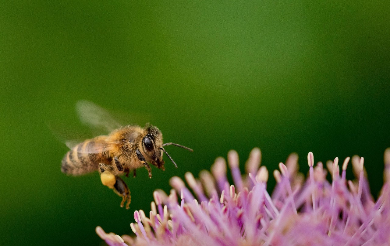 découvrez l'importance de la biodiversité urbaine, ses bienfaits pour l'environnement et les habitants, ainsi que des stratégies pour préserver et promouvoir la flore et la faune dans nos villes.