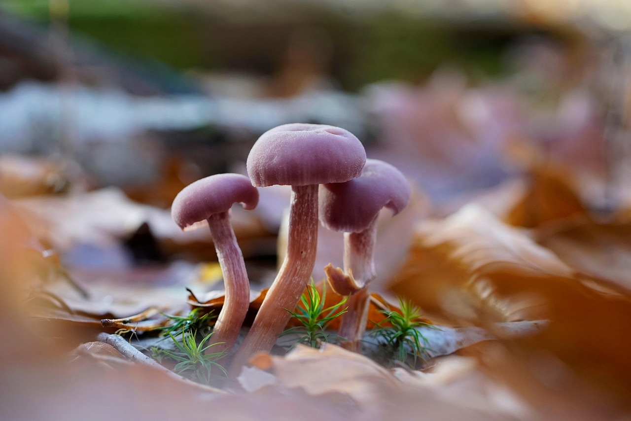 découvrez la richesse de la biodiversité urbaine, un équilibre vital entre la nature et l'environnement urbain. explorez comment les villes peuvent favoriser des écosystèmes durables et accueillir une variété d'espèces, tout en améliorant la qualité de vie des habitants.