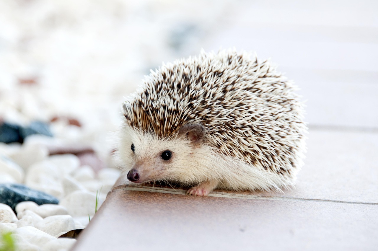 découvrez la diversité des espèces, leur classification, leurs caractéristiques et leur importance dans l’écosystème. plongez dans le monde fascinant de la biodiversité !