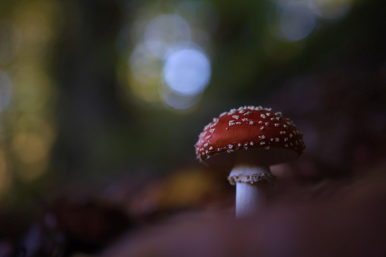 découvrez tout sur les forêts : leur rôle essentiel pour l’environnement, la biodiversité qu’elles abritent et leur importance dans la lutte contre le changement climatique.