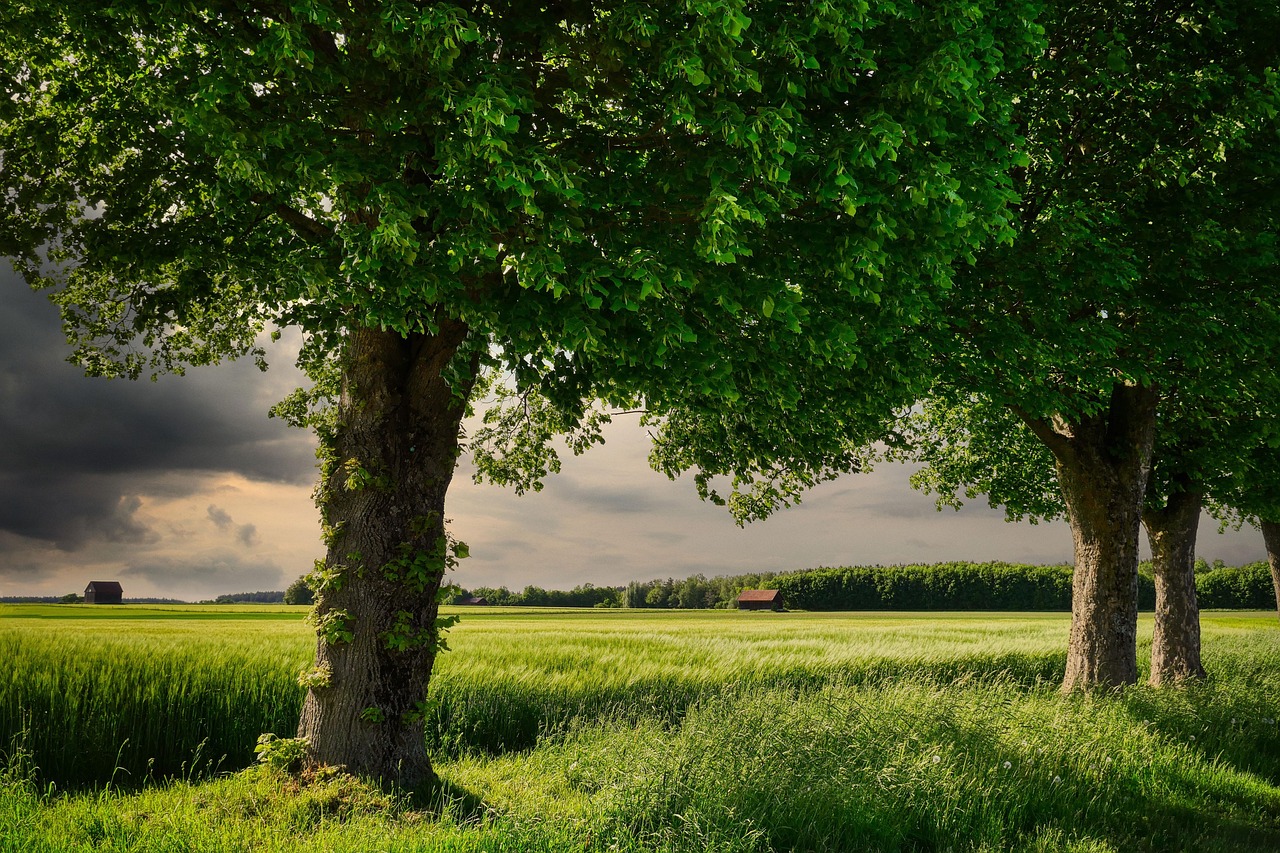 découvrez l'agriculture : techniques, innovations, développement durable et actualités pour mieux comprendre les enjeux et l'avenir de l'agriculture aujourd'hui.