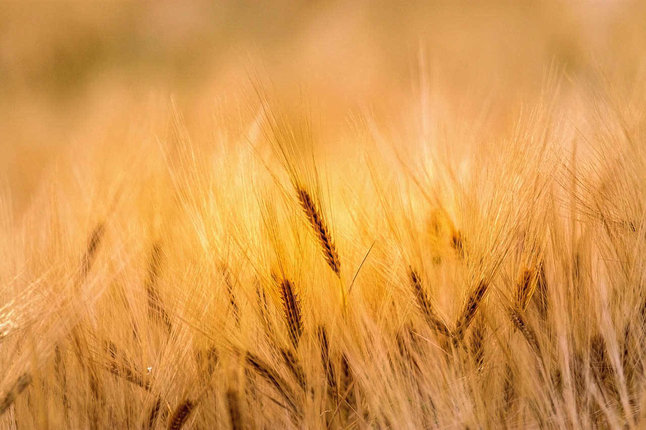 découvrez tout sur l'agriculture : techniques, innovations, actualités et conseils pratiques pour améliorer vos pratiques agricoles et optimiser vos récoltes.