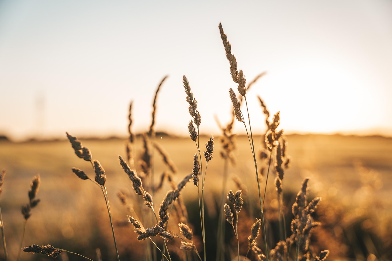 découvrez tout sur l'agriculture : actualités, techniques innovantes, développement durable, enjeux alimentaires et conseils pour optimiser vos cultures.