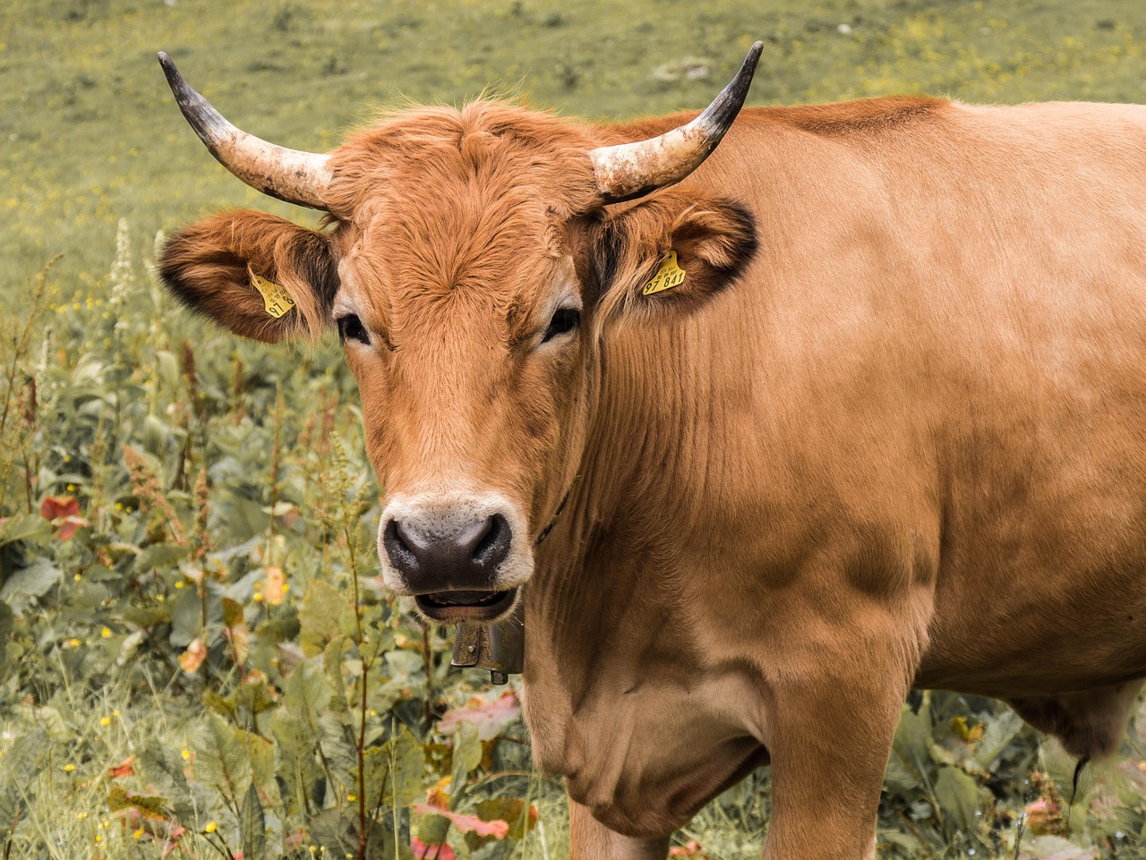 découvrez l’agriculture : techniques, innovations et enjeux pour une production durable des ressources alimentaires et la préservation de l’environnement.