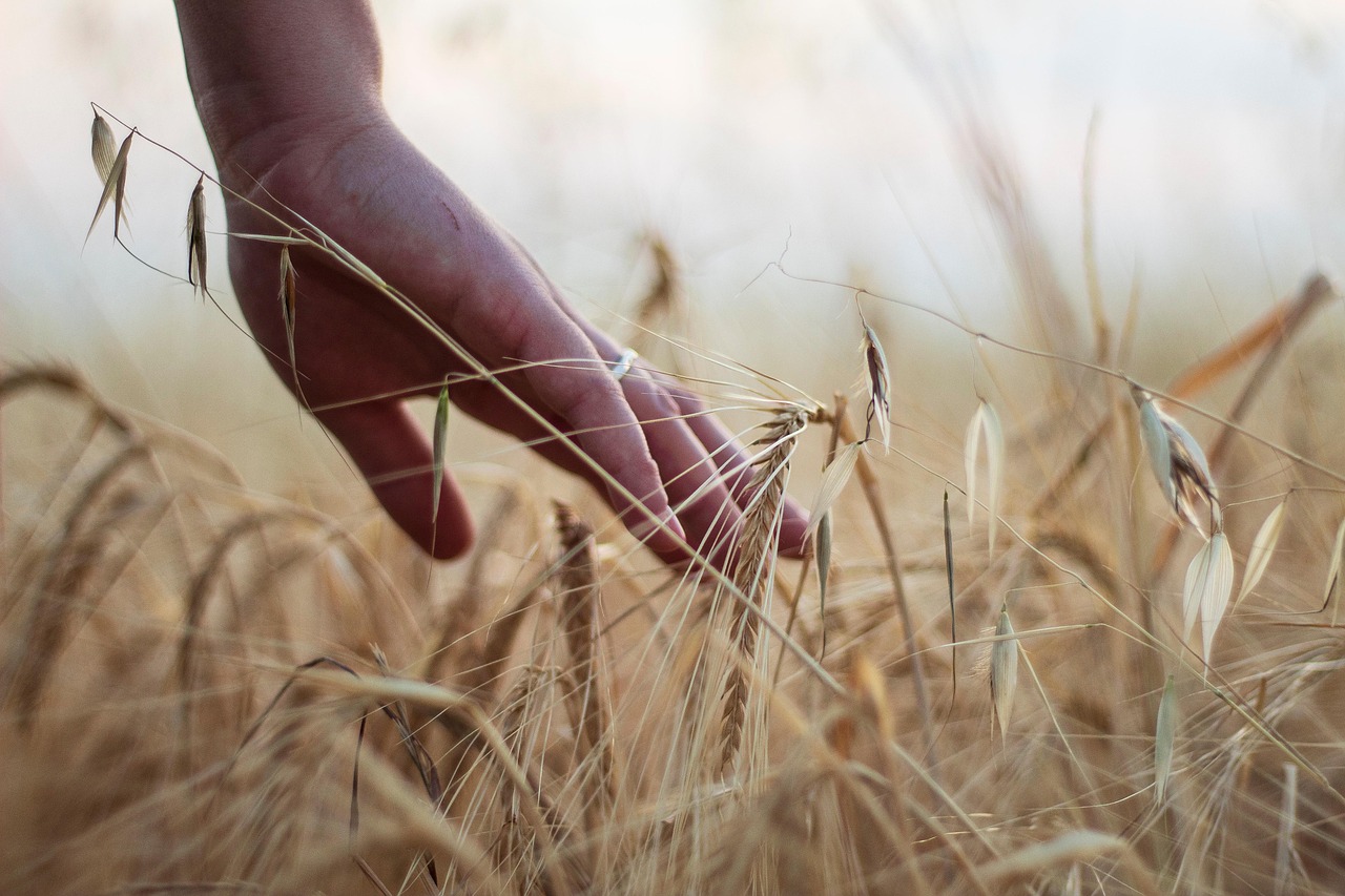 découvrez l’agriculture : ses techniques, son importance pour l’alimentation mondiale et les innovations au service d’une production durable et responsable.