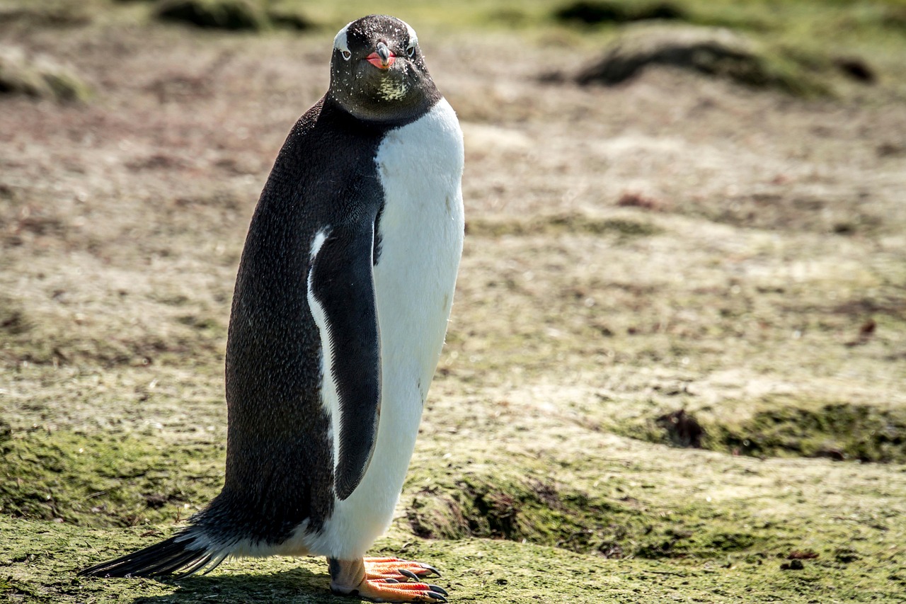 découvrez l'histoire fascinante de l'exploration antarctique : grandes expéditions, découvertes scientifiques et défis extrêmes au cœur du continent le plus mystérieux de la planète.