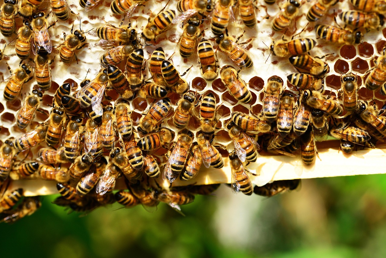 découvrez l'importance de la biodiversité, ses bienfaits pour l'environnement et les solutions pour préserver la richesse naturelle de notre planète.