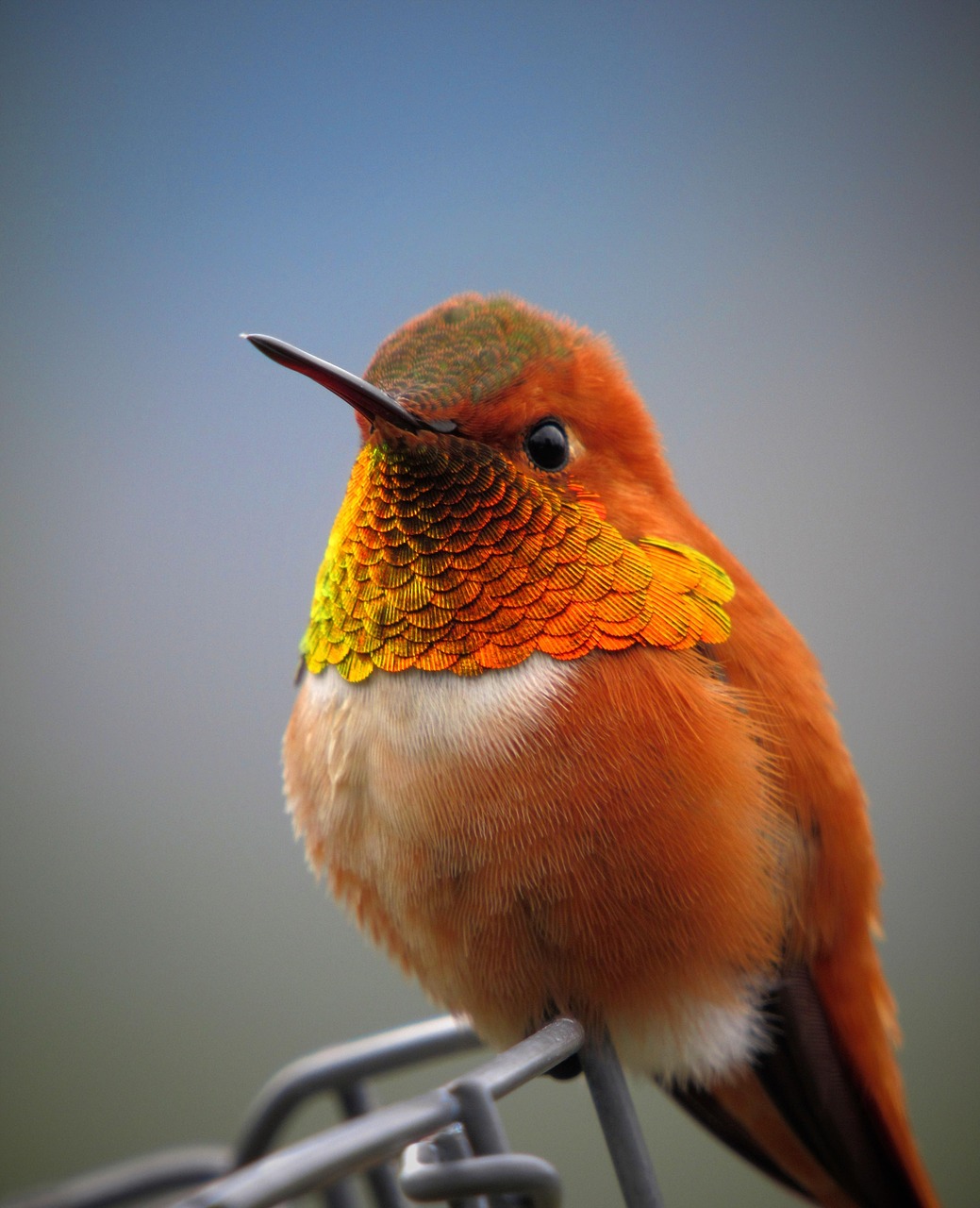 découvrez l’écologie : principes, enjeux environnementaux, solutions durables et actions pour préserver la planète. informez-vous sur l’impact humain et l’importance de la biodiversité.