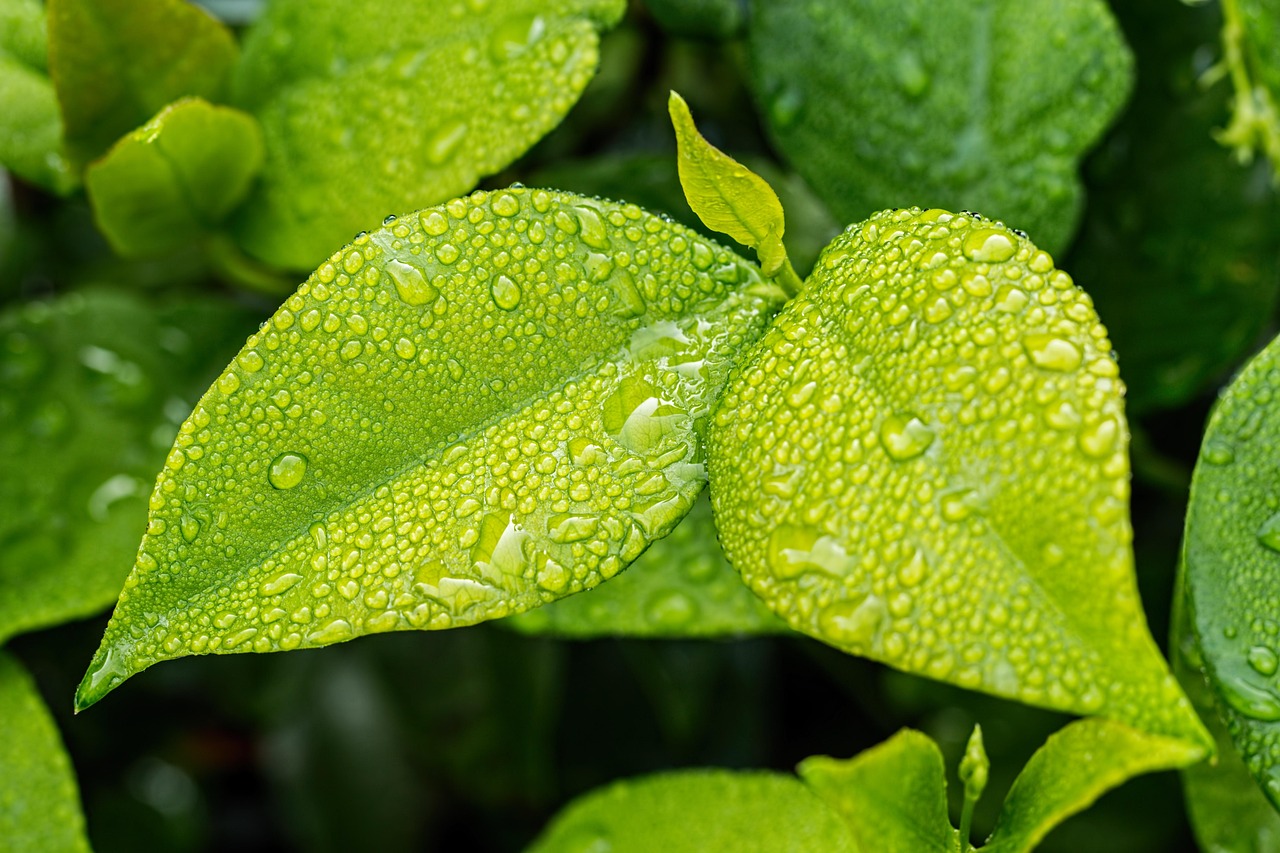 découvrez l'écologie : comprendre les interactions entre les êtres vivants et leur environnement, les enjeux de la préservation de la nature et les solutions pour un futur durable.