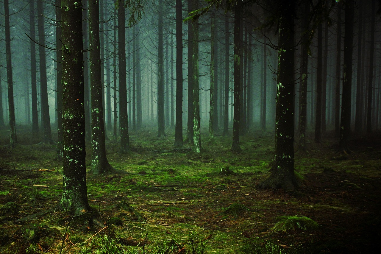 découvrez l'importance des forêts, leur biodiversité unique et leur rôle essentiel dans la préservation de l'environnement et du climat mondial.