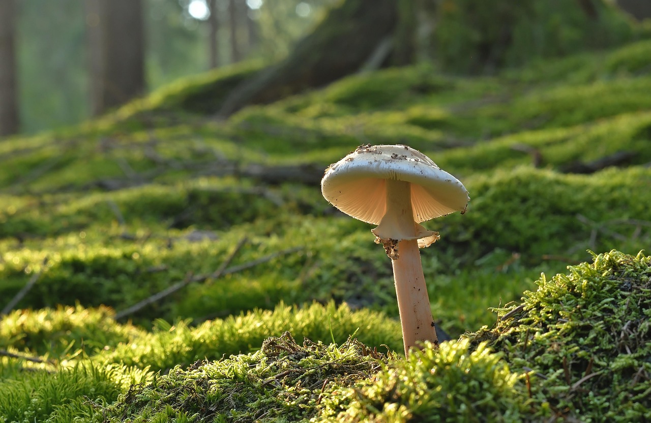 découvrez tout sur les forêts : leur biodiversité, leur rôle dans l’environnement, les principaux types de forêts et l’importance de leur préservation pour la planète.
