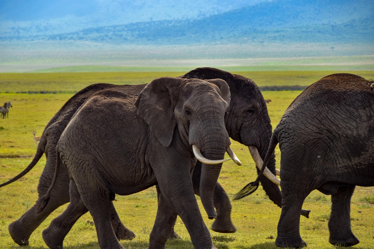 découvrez la définition, la classification et l'importance des espèces dans la biodiversité. apprenez comment les espèces sont identifiées et leur rôle essentiel dans l'équilibre des écosystèmes.