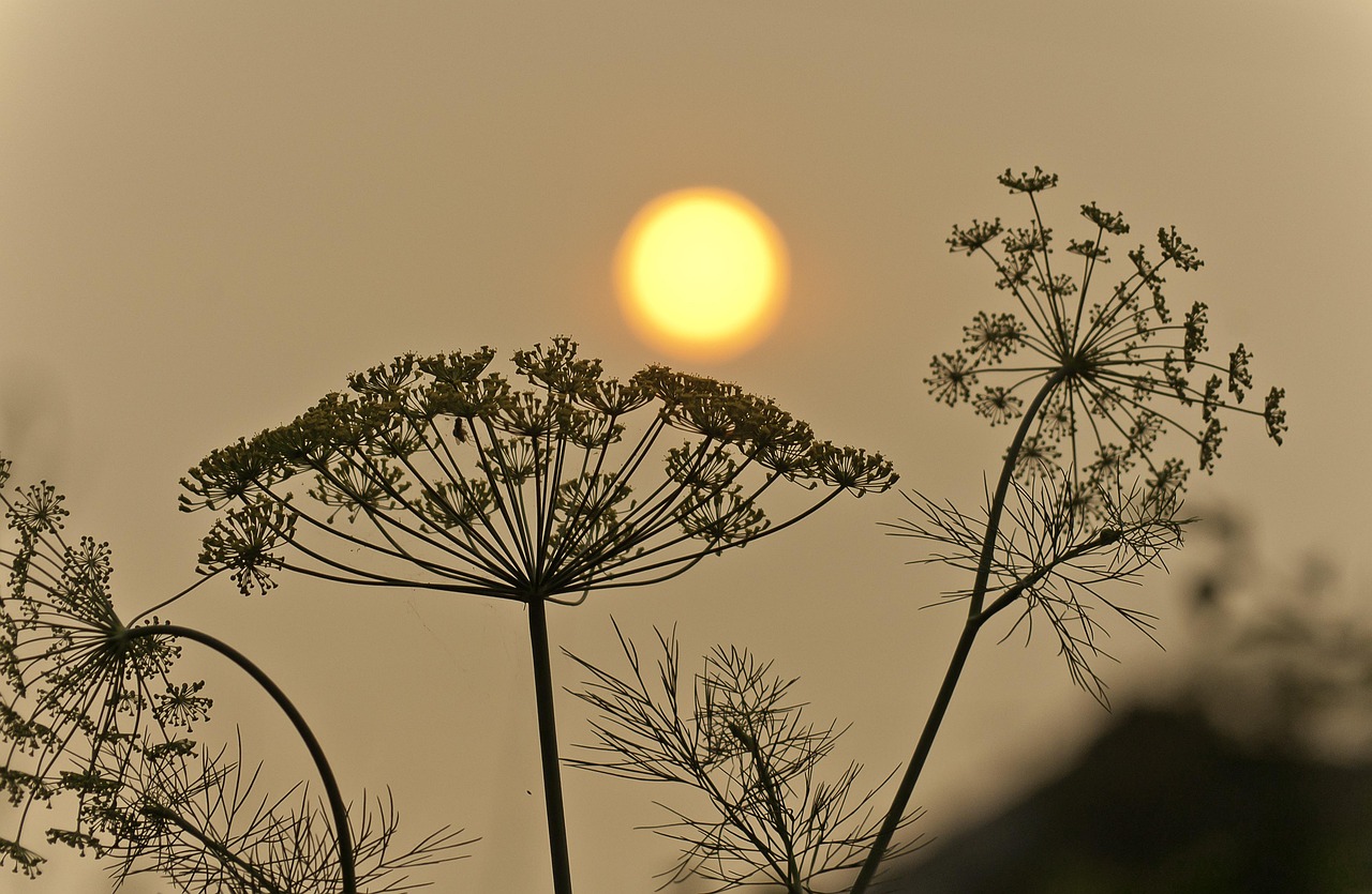 découvrez tout sur les wildfires : causes, conséquences, prévention et conseils pour se protéger face aux incendies de forêt.