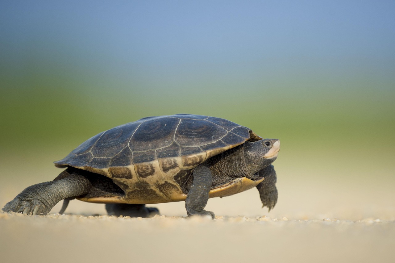 découvrez ce qu'est une espèce en danger, les principales causes de leur disparition et comment agir pour protéger la biodiversité mondiale.