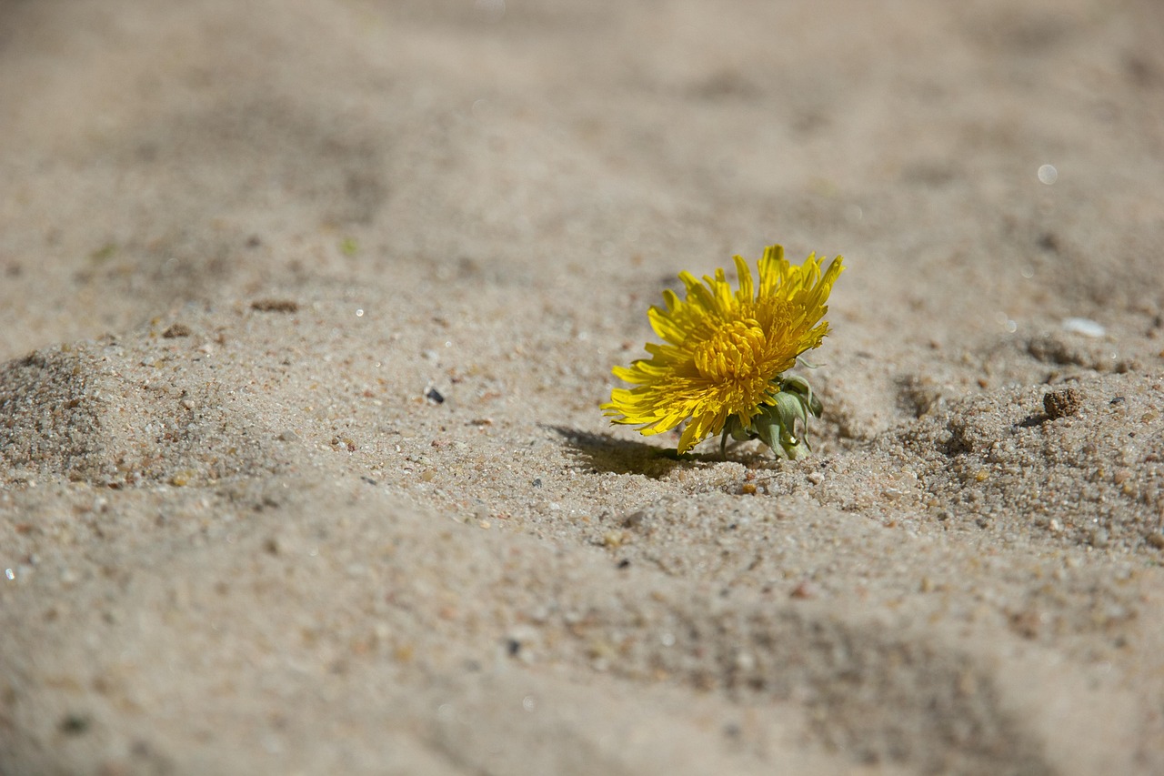 découvrez comment renforcer la résilience climatique, anticiper les impacts du changement climatique et adopter des solutions durables pour protéger l’environnement et les communautés.