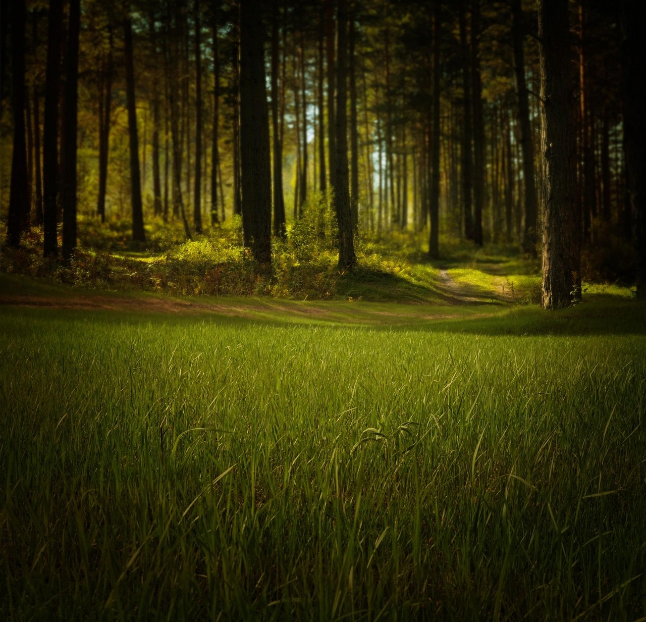découvrez l'importance de l'environnement, ses enjeux actuels et des conseils pratiques pour protéger la planète. informez-vous sur l'écologie, le développement durable et les solutions pour un avenir plus vert.