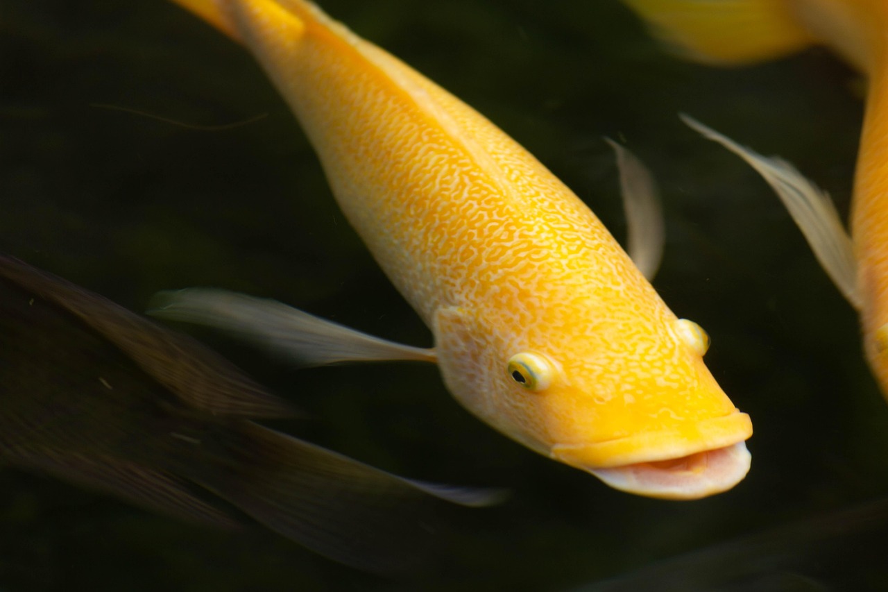 découvrez l’importance de la biodiversité aquatique, son rôle essentiel dans l’équilibre des écosystèmes marins et d’eau douce, ainsi que les actions à mener pour préserver la richesse des espèces vivant dans les milieux aquatiques.