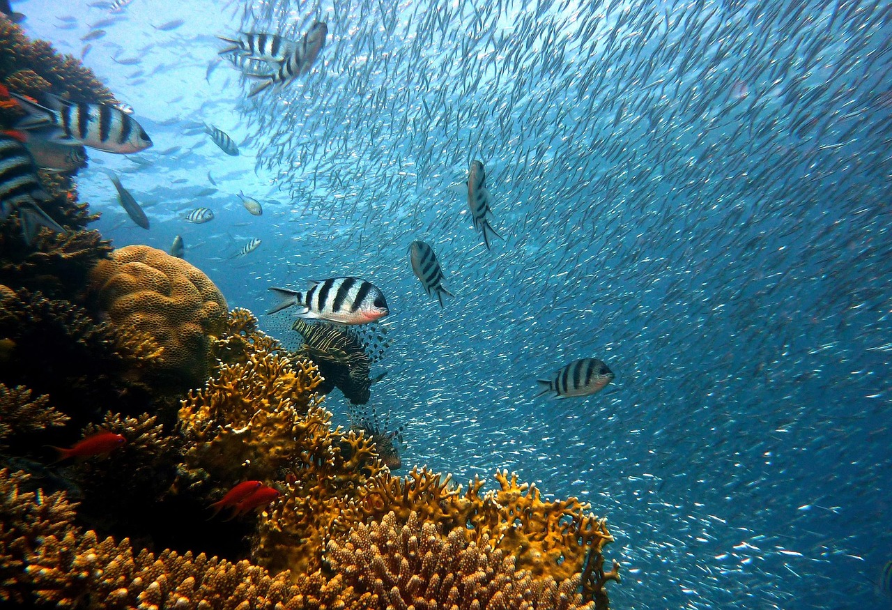 découvrez l'importance de la biodiversité aquatique, ses enjeux pour l'équilibre des écosystèmes, les espèces qui la composent et les menaces qui pèsent sur la vie dans les milieux marins, rivières et lacs.