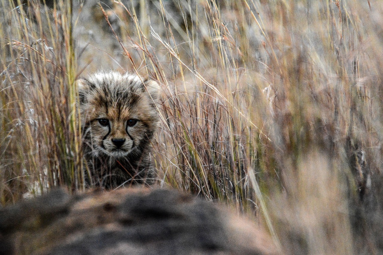 découvrez l'importance de la biodiversité, ses menaces et les solutions pour préserver la richesse des espèces animales et végétales sur notre planète.
