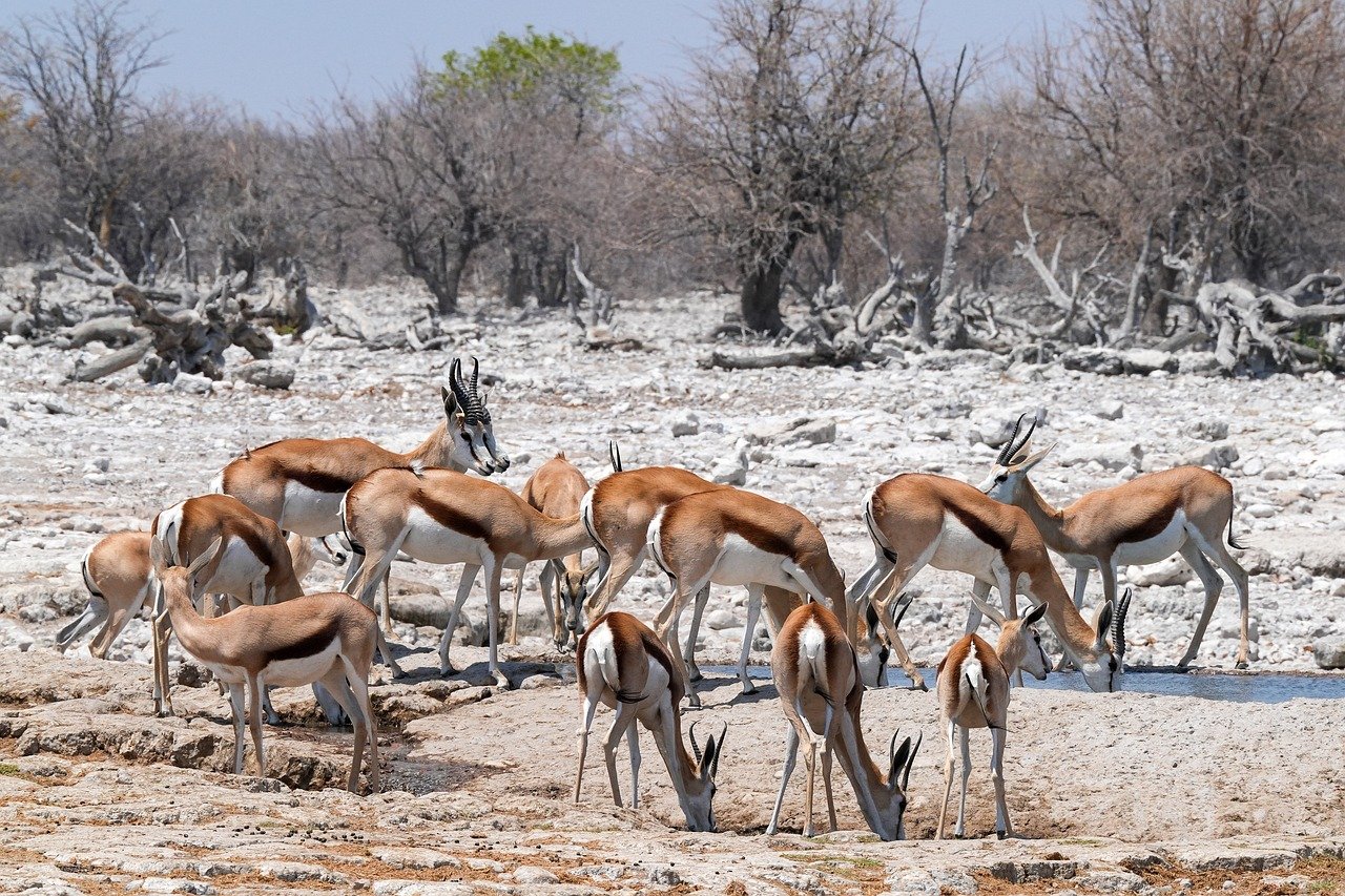 découvrez l'importance de la conservation de la biodiversité, ses enjeux majeurs et les actions à mener pour préserver la richesse des espèces et des écosystèmes sur notre planète.