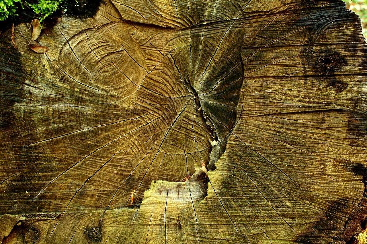 découvrez les causes, les conséquences et les solutions face à la déforestation, un phénomène qui menace la biodiversité, le climat et les communautés à travers le monde.