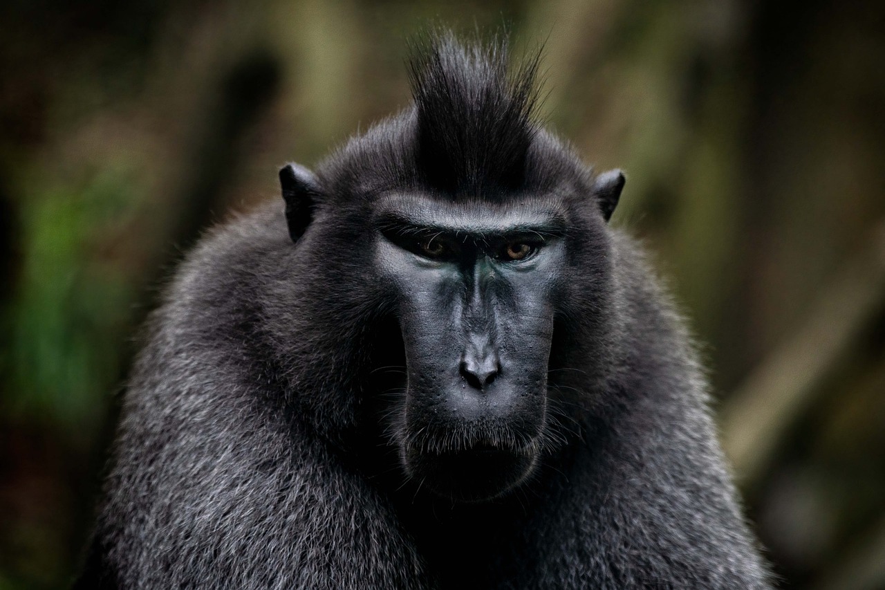 découvrez ce que sont les espèces en danger, les causes de leur disparition et les actions à entreprendre pour protéger la biodiversité et préserver notre planète.