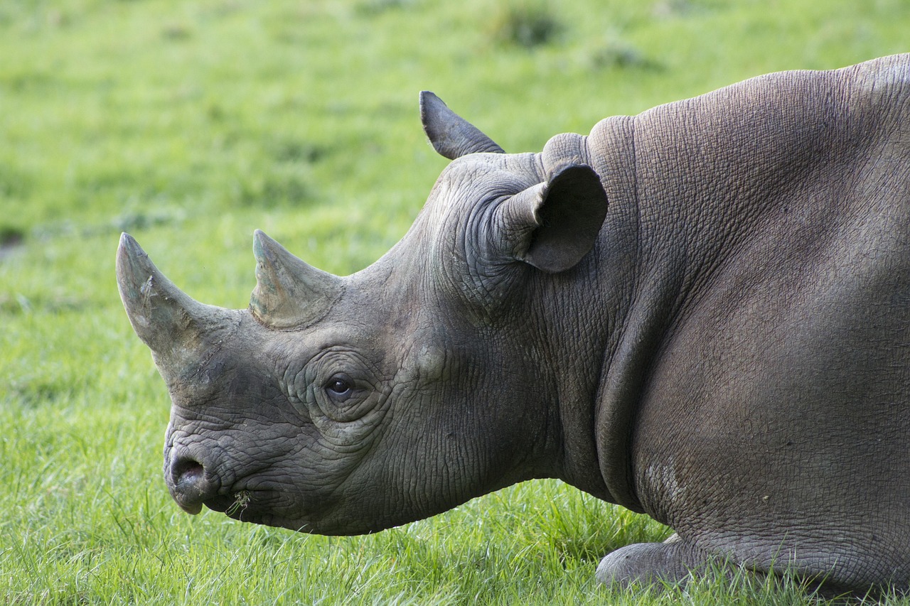 découvrez les espèces menacées : causes, conséquences et actions pour protéger la biodiversité. informez-vous sur les animaux en danger et comment les sauvegarder.