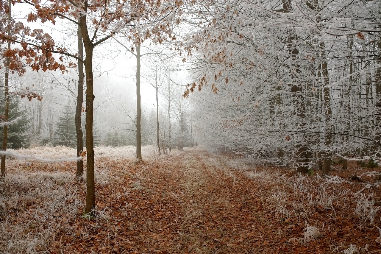 découvrez l'importance des forêts, leur biodiversité, leur rôle dans la régulation du climat, et les moyens de les protéger pour préserver notre environnement et assurer un avenir durable.