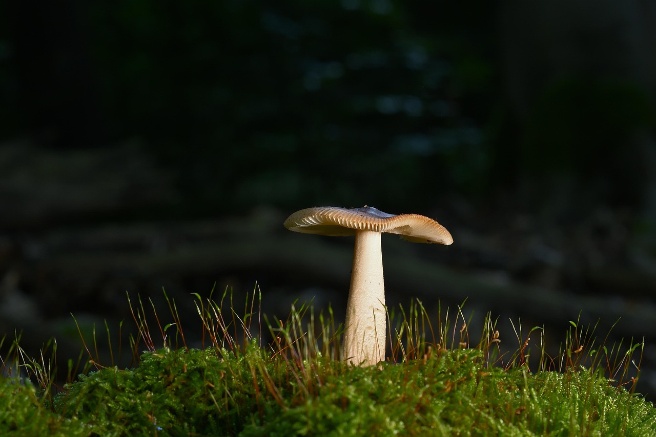 découvrez l'importance des forêts, leur biodiversité incroyable et leur rôle essentiel dans l'équilibre de notre planète. explorez comment protéger ces écosystèmes vitaux pour l'environnement.