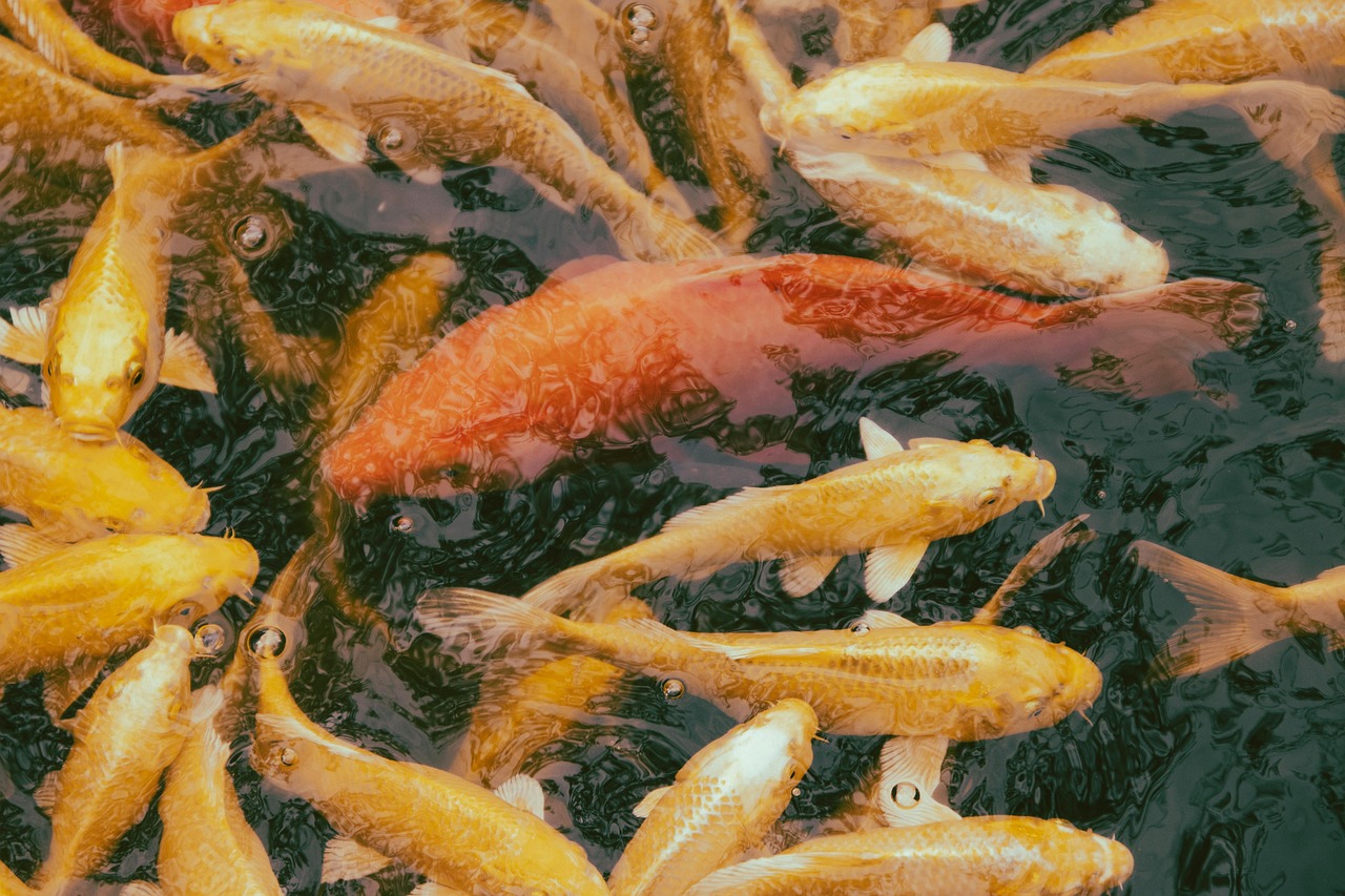 découvrez les écosystèmes d'eau douce : leur biodiversité, leur importance pour l'environnement et les menaces auxquelles ils font face. informez-vous sur leur préservation et leur rôle vital dans notre planète.