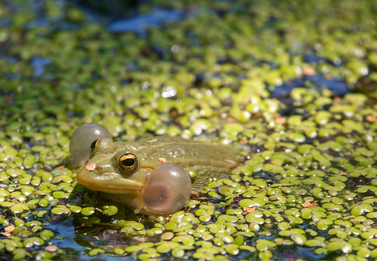 découvrez les écosystèmes d’eau douce, leur diversité, leur importance écologique et les menaces auxquelles ils font face. explorez les solutions pour préserver ces milieux essentiels à la vie sur terre.