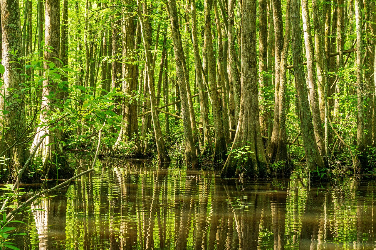 découvrez l'importance de la préservation des paysages, les méthodes pour protéger la biodiversité, et les avantages d'une gestion durable de nos environnements naturels.