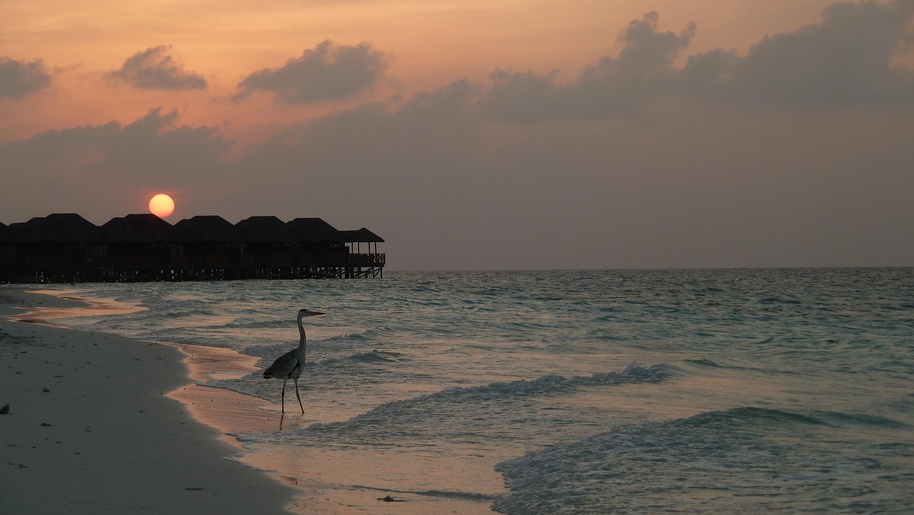 découvrez les maldives, un véritable paradis tropical aux plages de sable blanc, eaux turquoise cristallines et resorts de luxe. idéal pour les lunes de miel, la plongée et des vacances inoubliables sous le soleil.