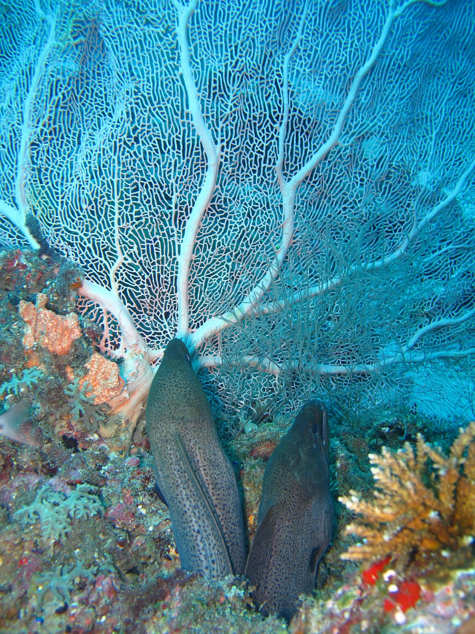 découvrez les maldives, un paradis tropical aux eaux turquoise, plages de sable blanc et lagons idylliques. profitez d’un séjour inoubliable entre détente, plongée sous-marine et paysages de rêve.