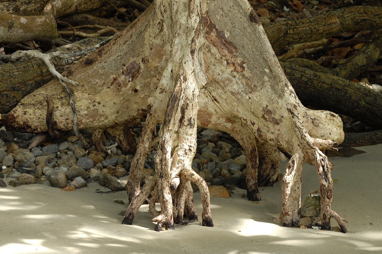 découvrez l'importance de la restauration des mangroves, ses bénéfices pour l’environnement et la biodiversité, ainsi que les méthodes efficaces pour préserver ces écosystèmes précieux.