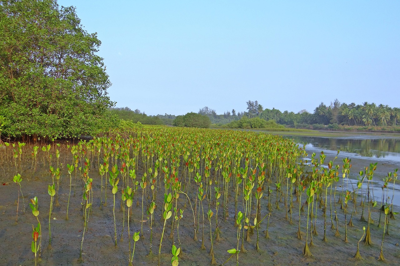 découvrez les enjeux et les méthodes de la restauration des mangroves, un écosystème essentiel pour la biodiversité et la lutte contre le changement climatique. protégeons ensemble ces milieux naturels uniques.