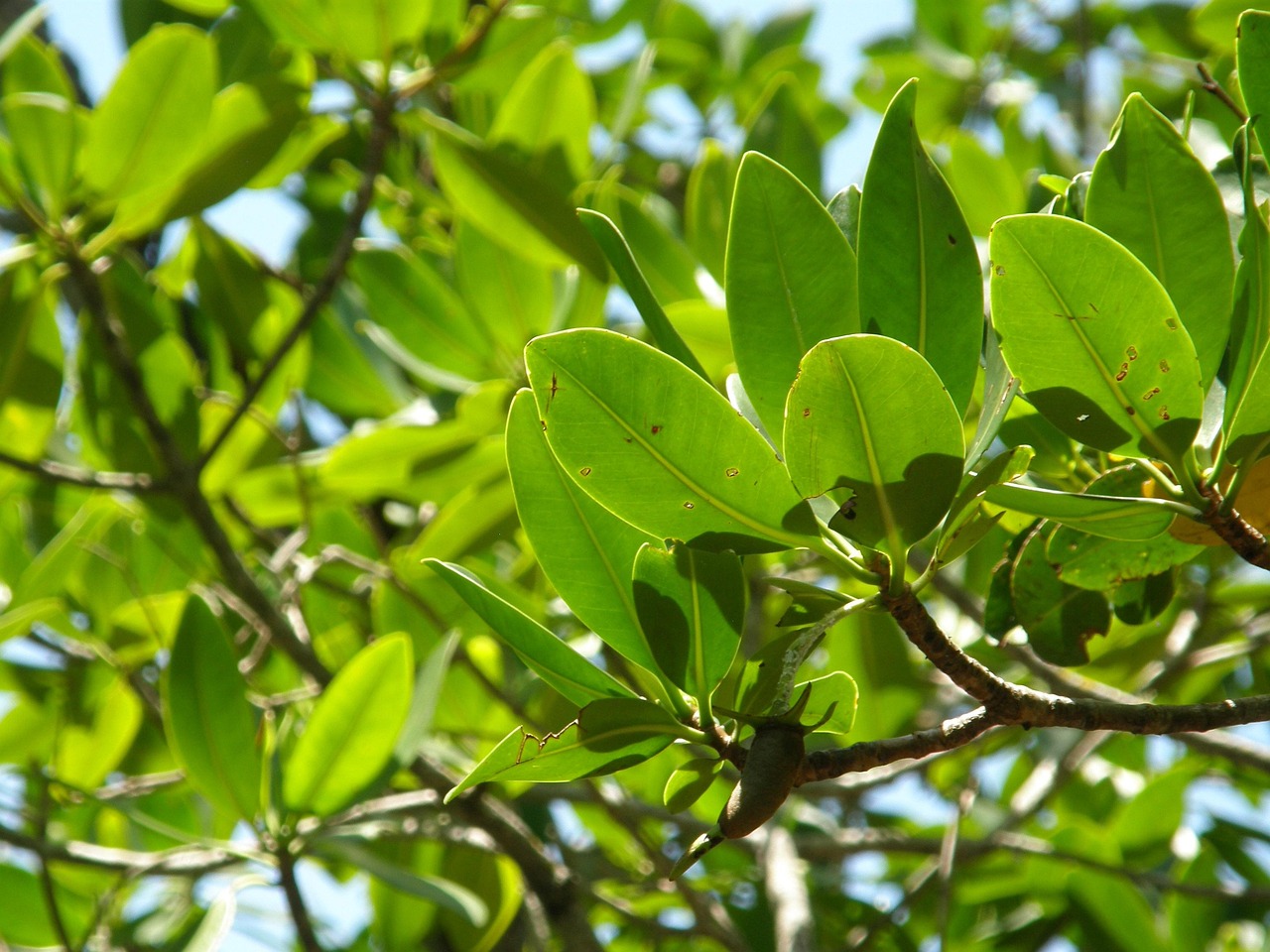 découvrez l'importance de la restauration des mangroves, ses bénéfices pour l'environnement et la biodiversité, ainsi que les solutions pour protéger ces écosystèmes essentiels.