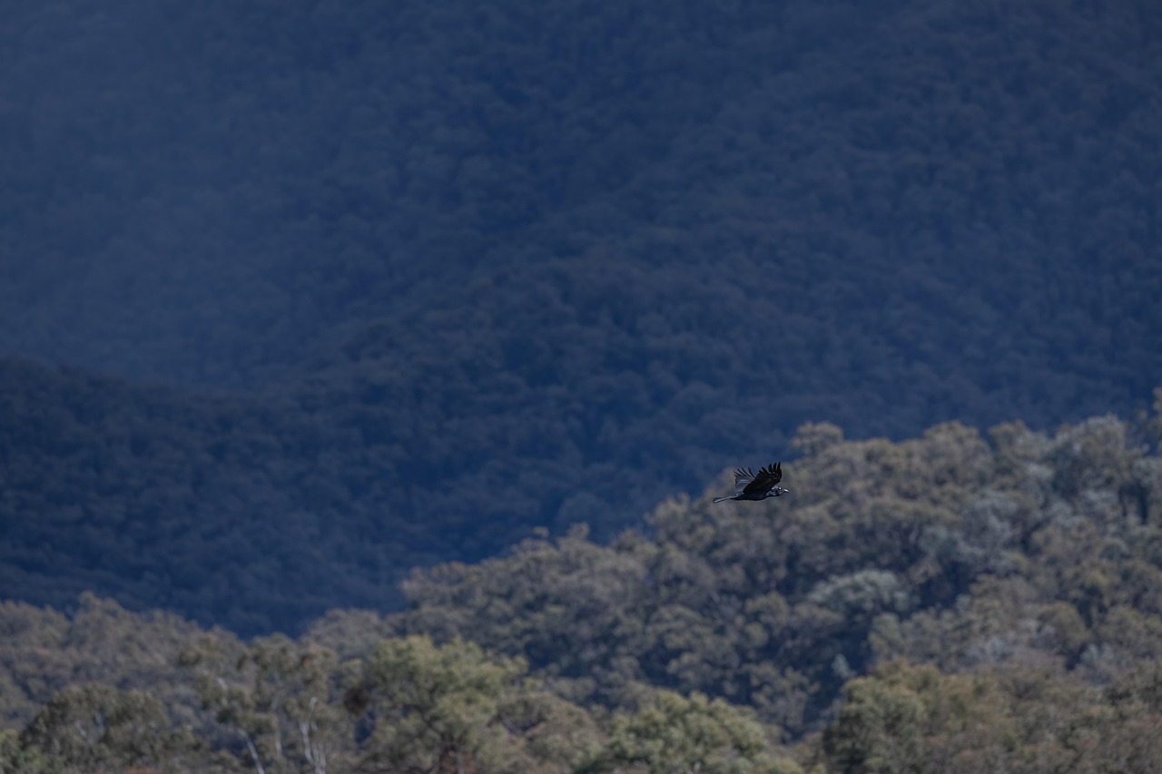 découvrez les écosystèmes de montagne : leur biodiversité unique, leur rôle clé dans la régulation du climat et l’importance de leur préservation face aux changements environnementaux.