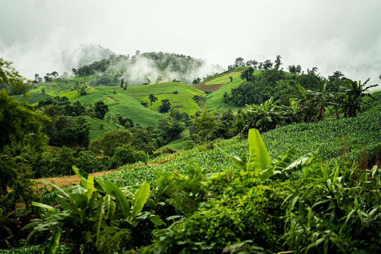 découvrez la richesse et l'importance des forêts tropicales, véritables trésors de biodiversité. explorez leurs rôles essentiels dans la régulation du climat et la préservation de la vie sur terre.
