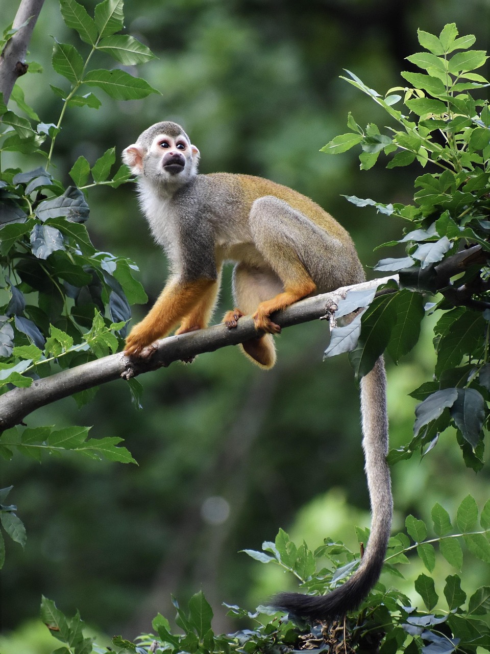découvrez l'importance des forêts tropicales, leur biodiversité unique et leur rôle essentiel dans la régulation du climat et la préservation de la vie sur terre.
