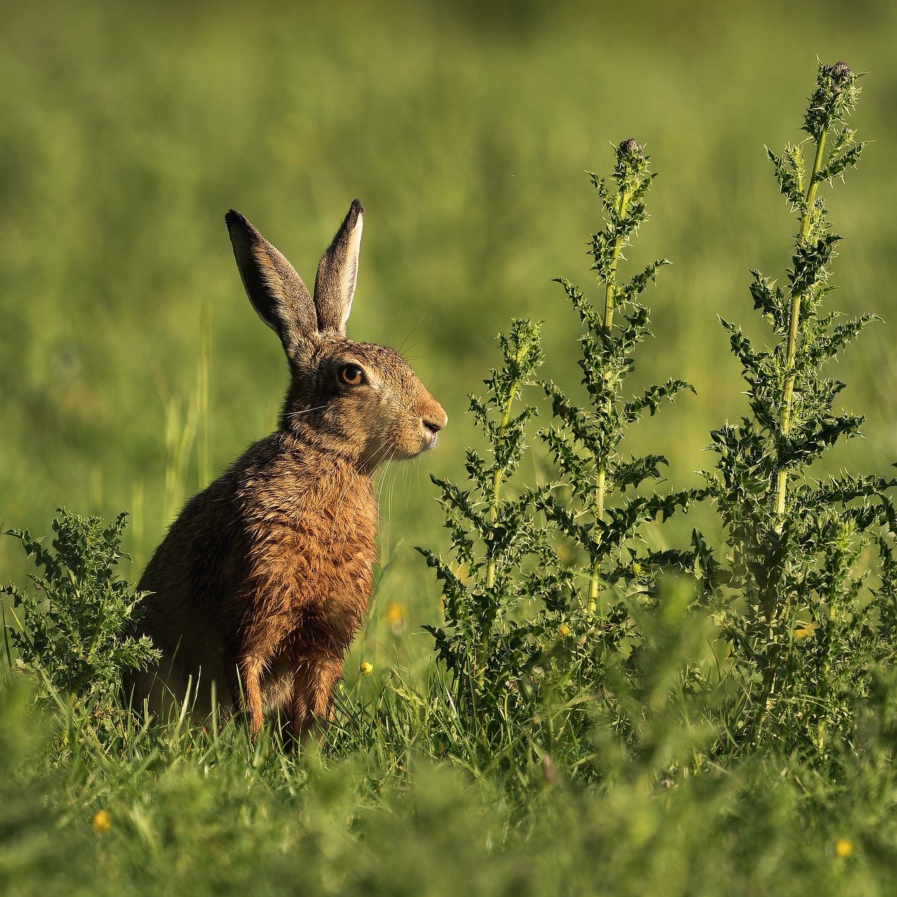 découvrez l'importance de la biodiversité pour préserver l'équilibre des écosystèmes et soutenir la vie sur terre.