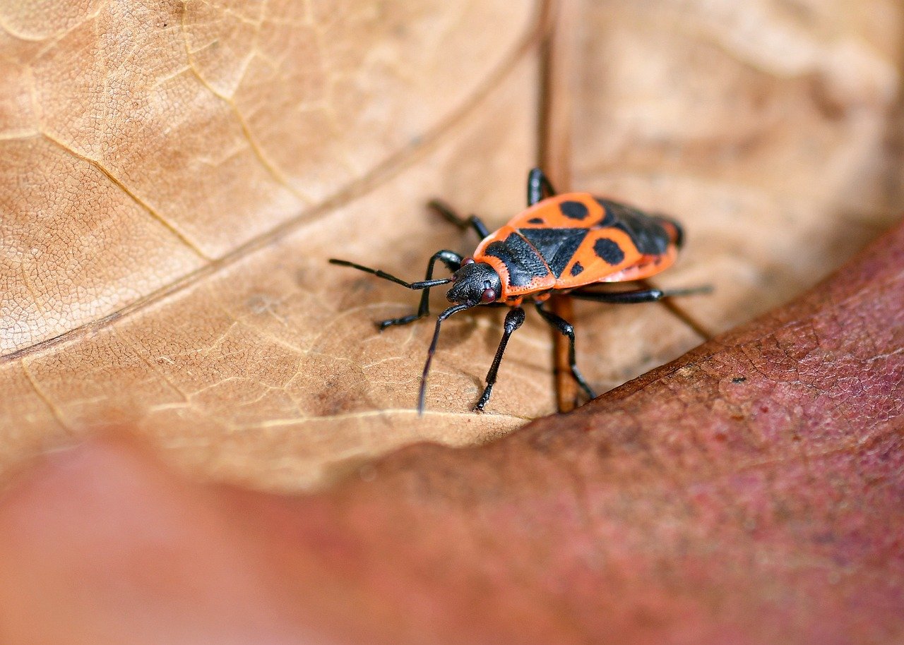 découvrez comment les citoyens s'unissent en collectives pour préserver la biodiversité et protéger notre environnement naturel.