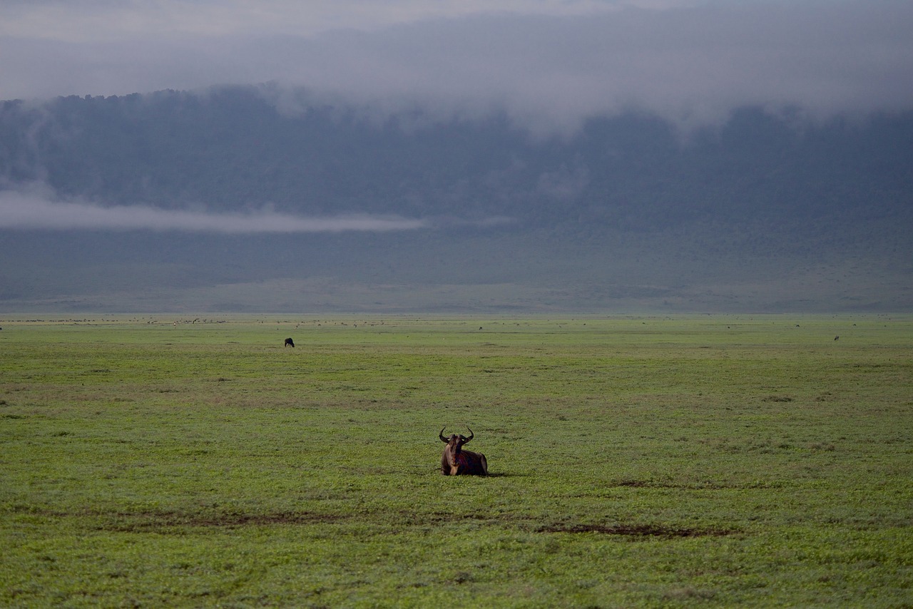 découvrez l'importance de la biodiversité dans le climat et comment la protéger pour un avenir durable.