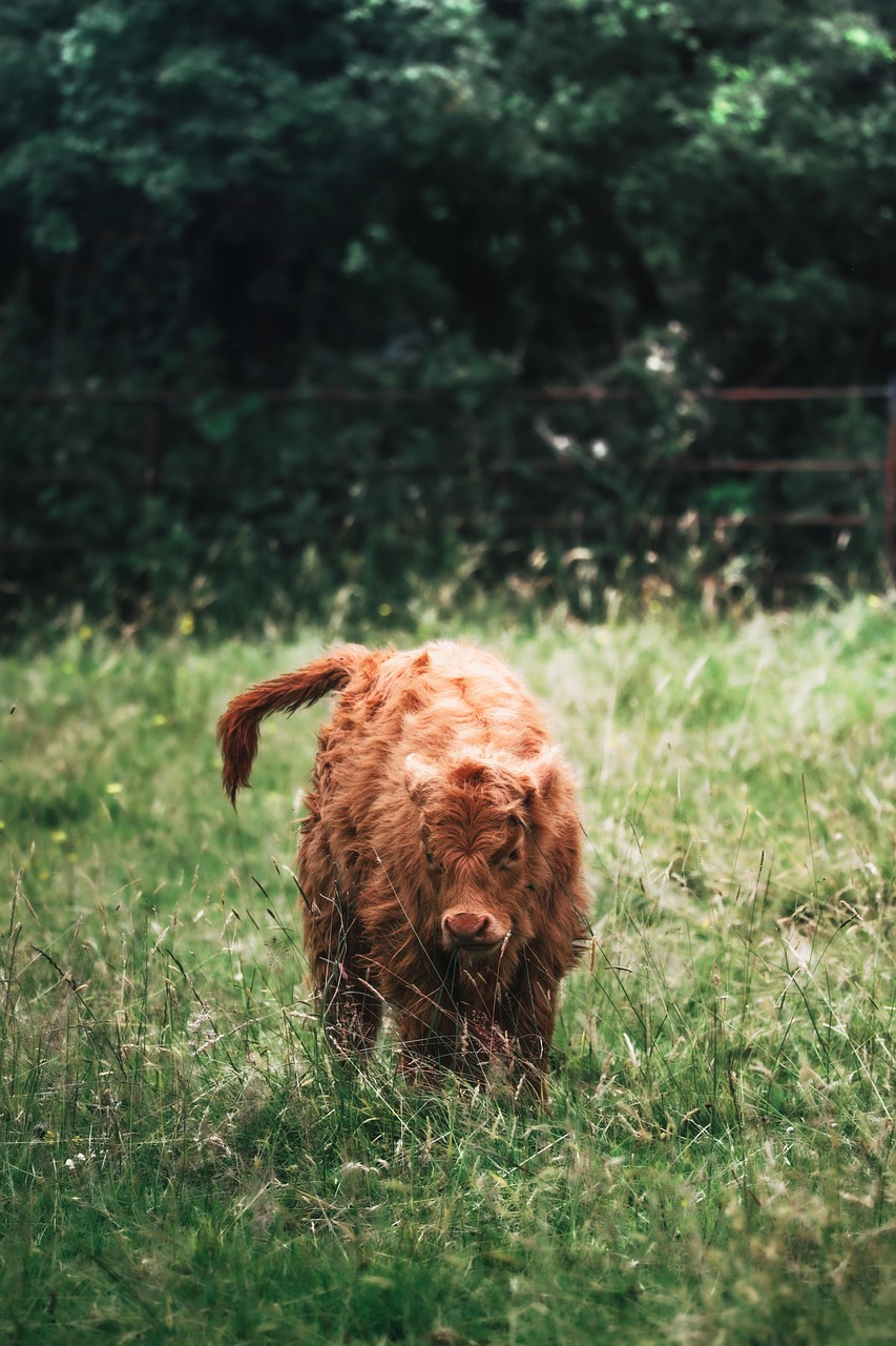 découvrez l'importance de l'environnement et les actions à entreprendre pour protéger notre planète et assurer un avenir durable.